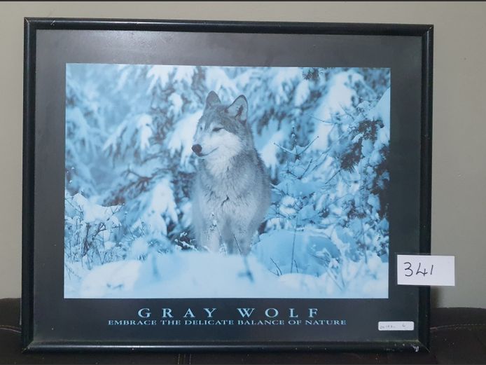 FRAMED PRINT "GRAY WOLF", 41 x 29cm