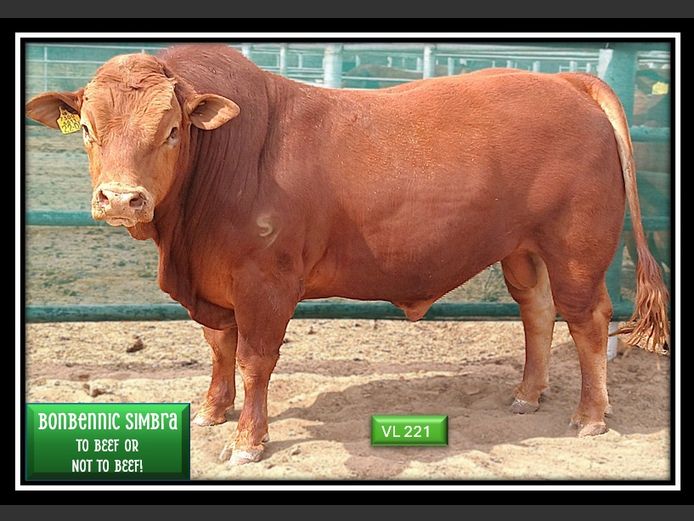 VL221C | BONBENNIC SIMBRA