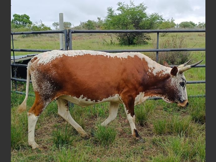 Commercial Animals | DAISIEBOO FARMS (Pty) Ltd