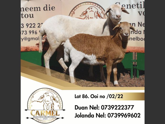 /02/22 | CARMEL BOSVELD BOERDERY