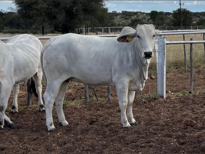 23-0489U | SAVANNAH BRAHMANS