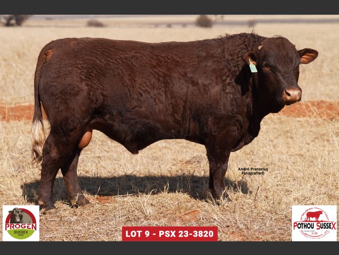 PSX 233820 | POTHOU BK