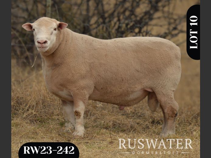 RW 230242 | LA ME DORMERS