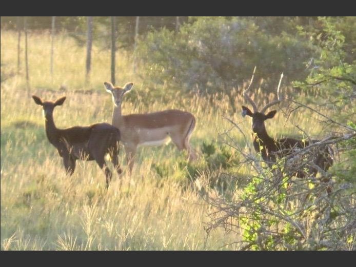 Black Impala Ewes | PJ Snyman