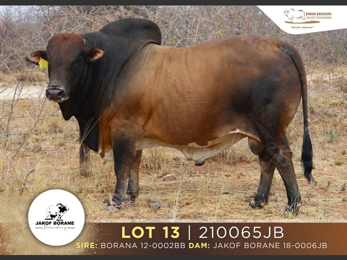 21-0065JB | JAKOF BORANE