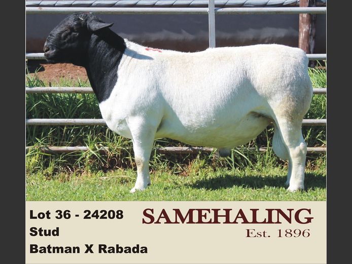 24208-330 | SAMEHALING DORPERS