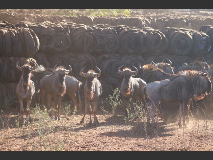 Blouwildebees Kallers