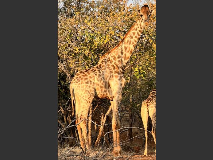 GIRAFFE