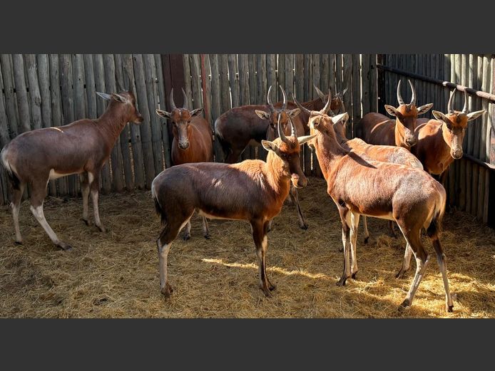 Blesbokke Jonk