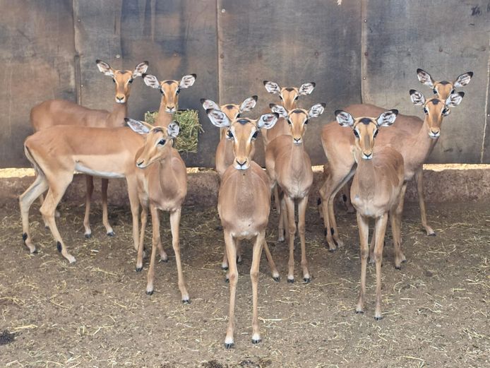 ROOIBOK | IMPISI SAFARIS