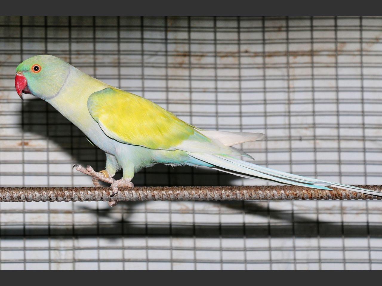 images