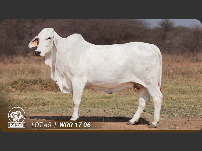 WRR176 | MBS BRAHMANE