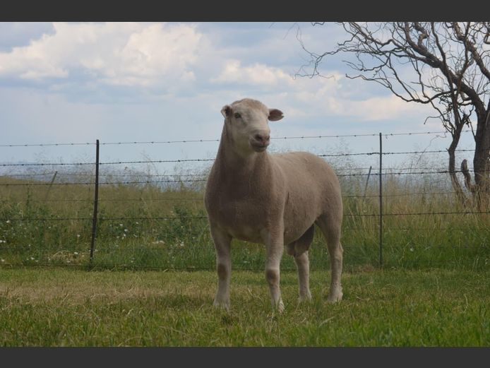 T 240125 | TWEE BROERS DORMER STOET