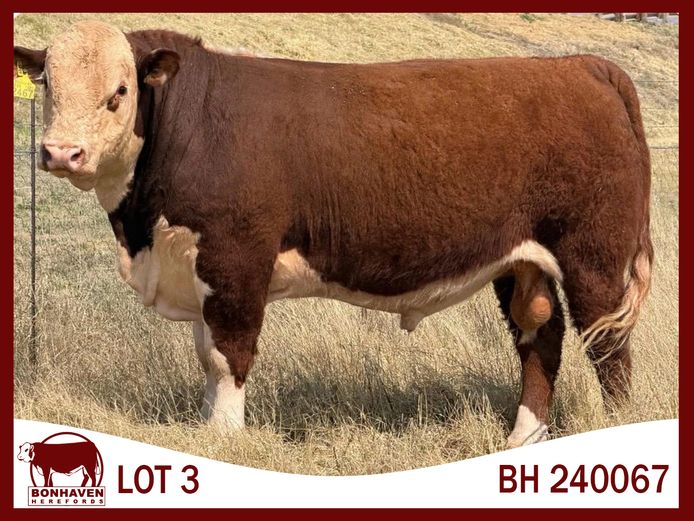 BH240067 P | BONHAVEN HEREFORDS