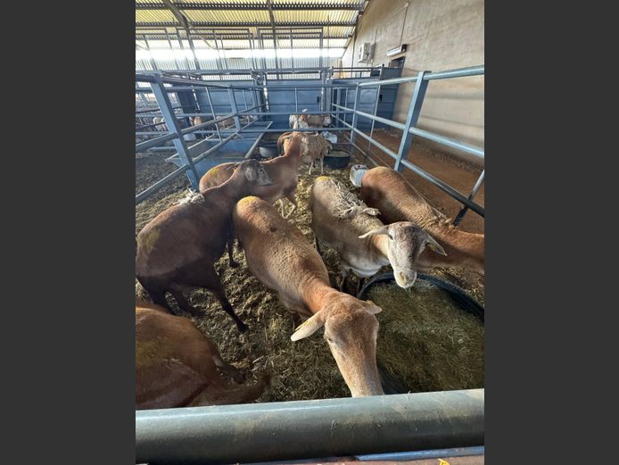 MEATMASTER | LOUMA BOERDERY