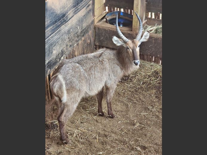 WATERBUCK | R.A.H. WILDLIFE