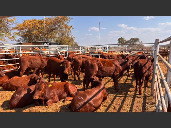 AGRA GROOTFONTEIN WEANER AUCTION