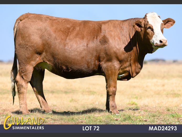 MAD24293 | MG DE JAGER