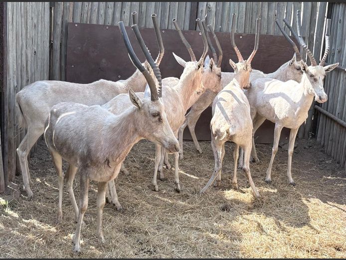 Wit Blesbok Volwasse