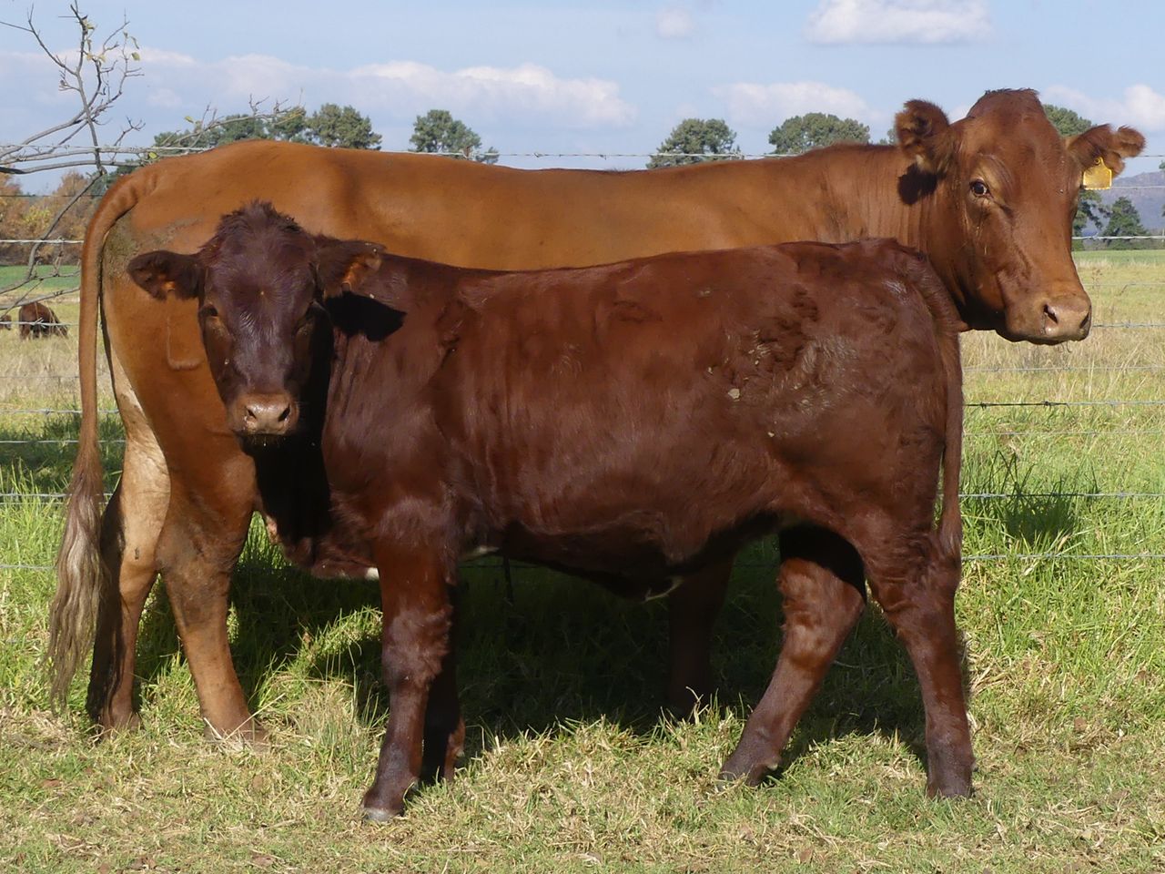 images