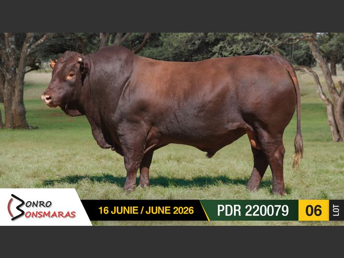 PDR220079 | BONRO BONSMARAS