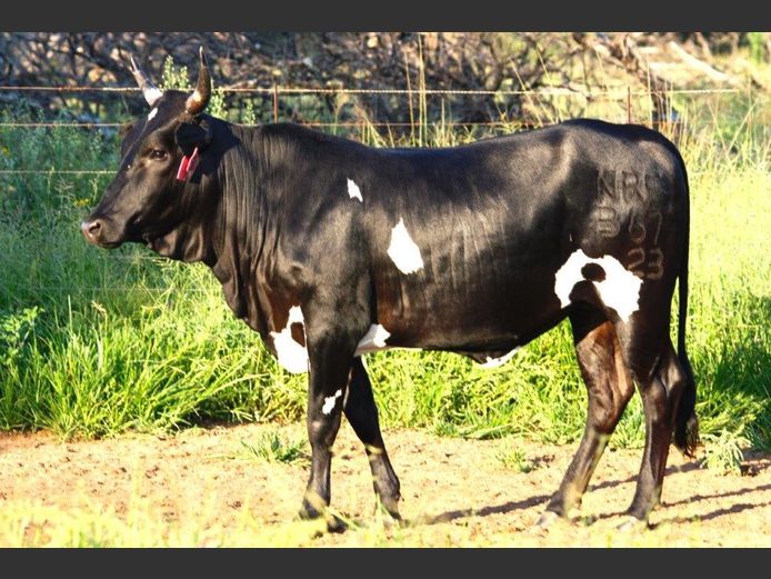 NRF 230367 | NORTHFIELD