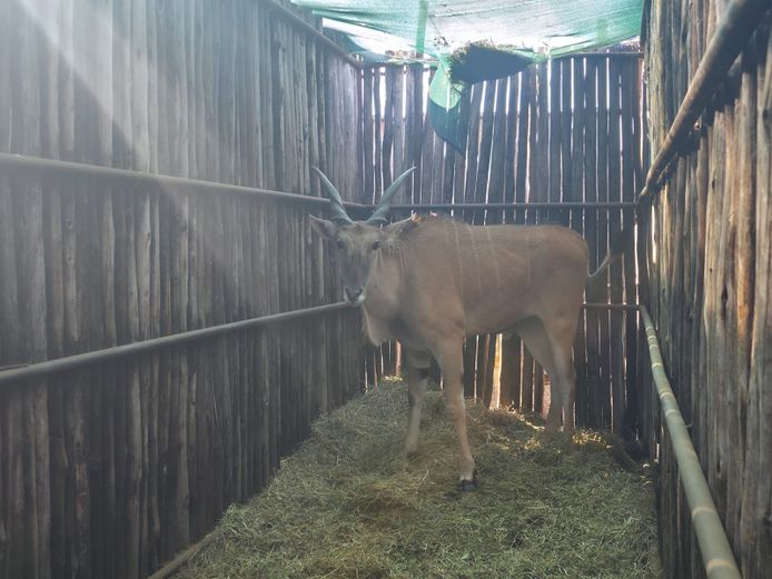 ELAND | HANLEY