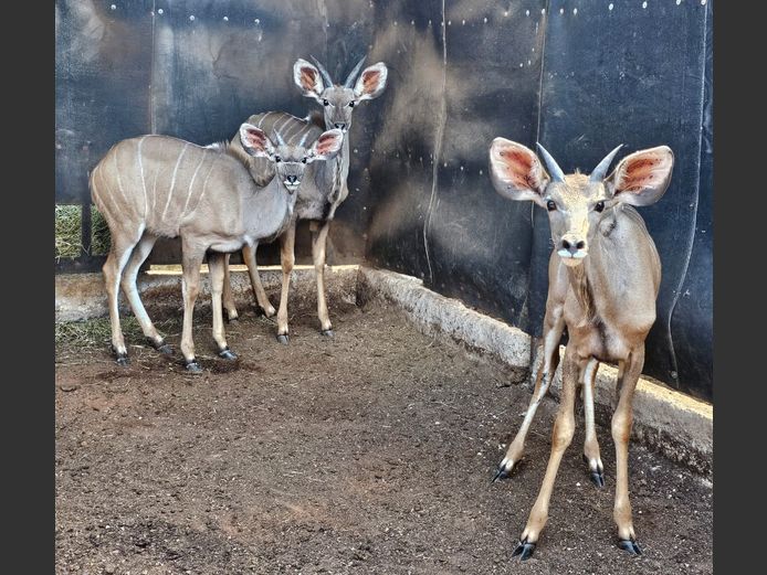 KUDU1 | 1 x NYLSVLEI & 2 x NUM-NUM 