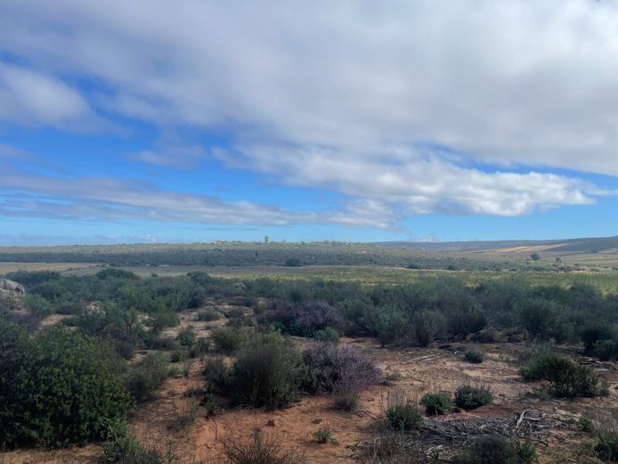ROOIBOS FARM IN VANRHYNSDORP WESTERN CAPE