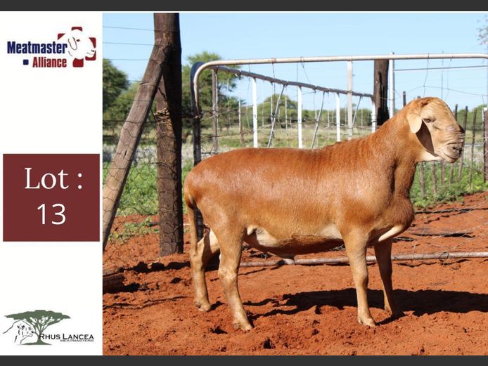 LL24 412 | Rhus Lancea