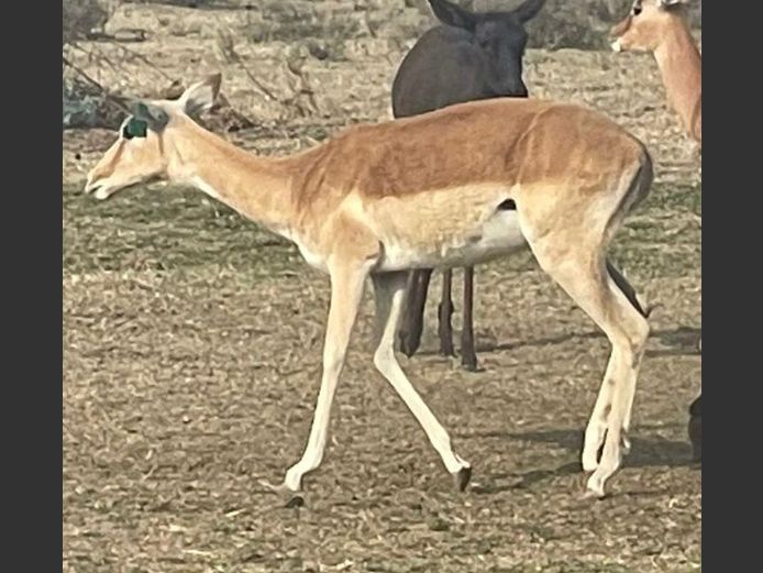 White Flank Rooibok Ooi
