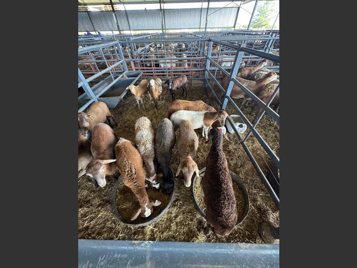 MEATMASTER | LOUMA BOERDERY