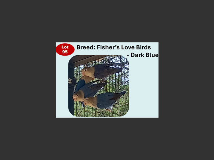FISHER'S LOVE BIRDS - DARK BLUE | ANNUAL MYTILUS AND ELOFF