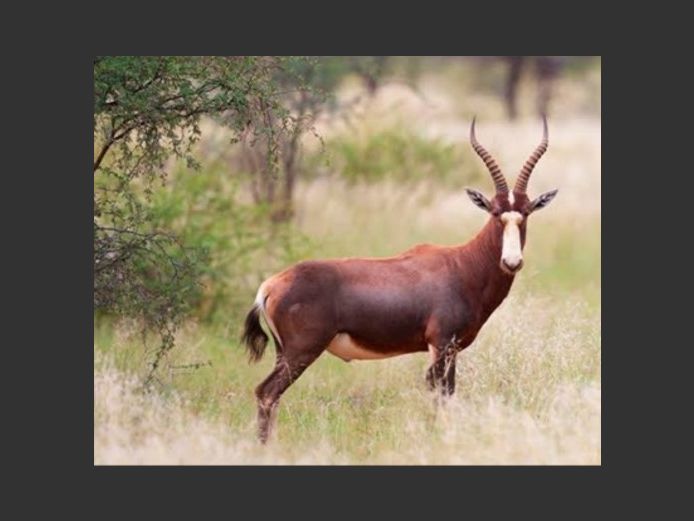 Blesbuck Rams | Inyathi