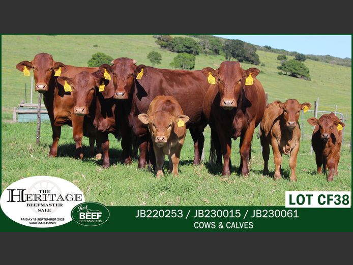 Commercial Animals | Just Beef