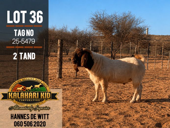 255479 | Kalahari Kid