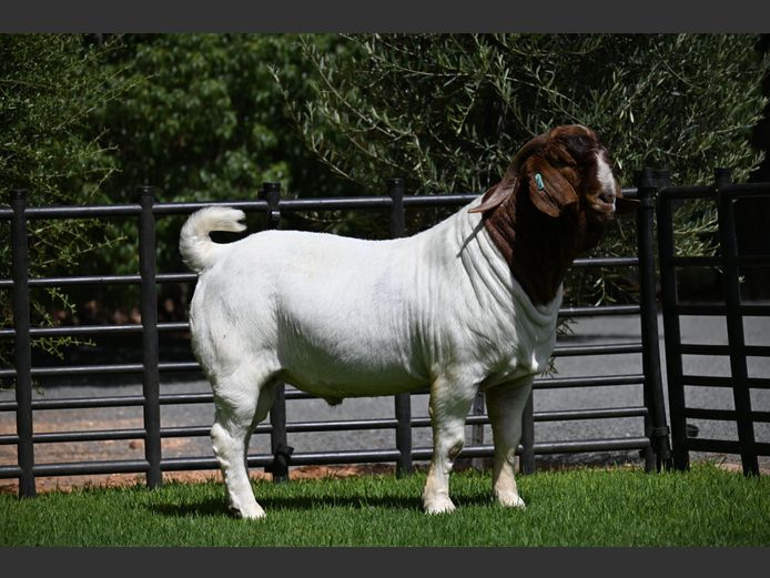 776240270 | Nico Botha Boerbokstoet