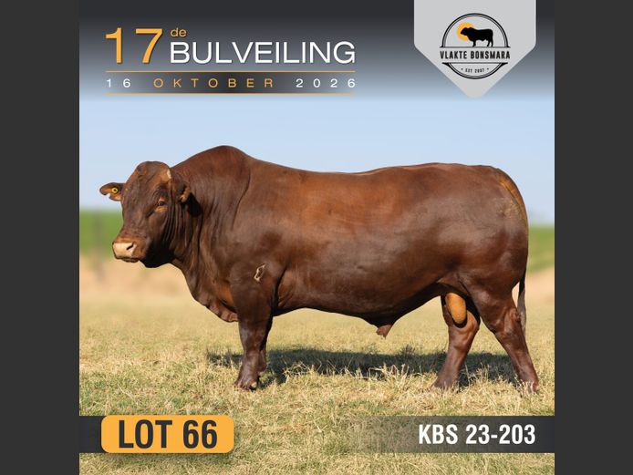 KBS230203 | KAMEELDORING BONSMARA