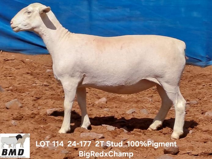 24-177 | BROER MARITZ DORPERS