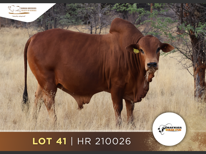 21-0026HR | OMAKWARA BORAN STUD