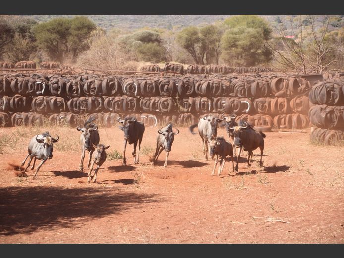 BLOUWILDEBEES