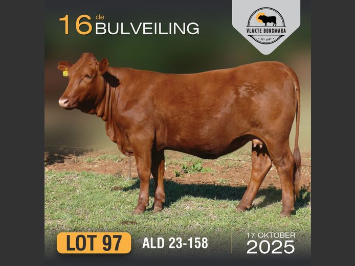 ALD 230158 | ALDIGO BONSMARAS