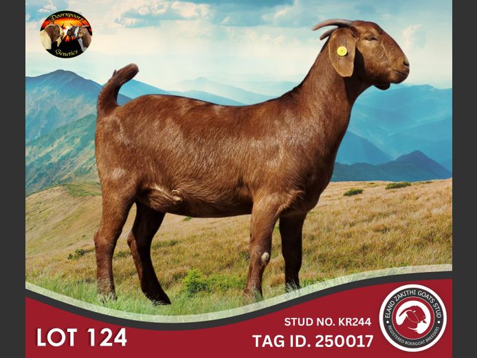 24425017 | ELAND ZAKITHI GOATS STUD