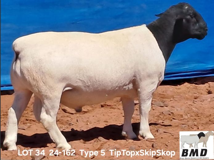 24-162 | BROER MARITZ DORPERS