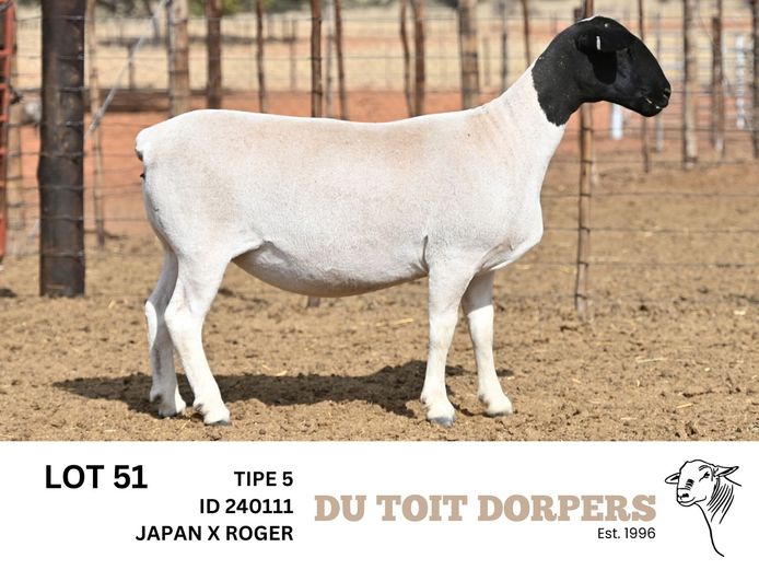 240227 | 240111 | DU TOIT DORPERS