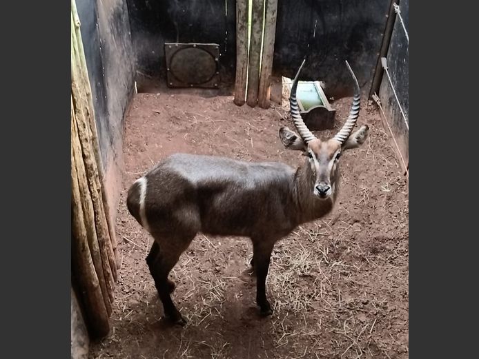 WATERBUCK | PREMIUM