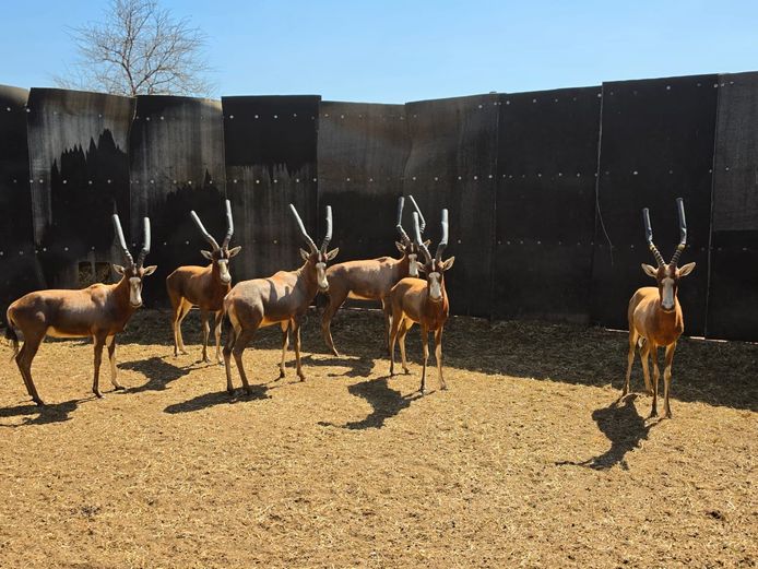 BLESBOK | 1 x HAAKDORING SAFARIS   4 x DANIE RUST BOERDERY