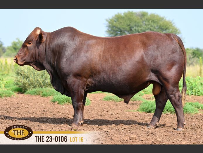 THE 230106 | J.A. PIENAAR