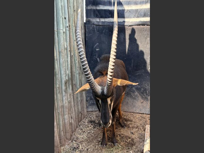 Swartwitpens Bul