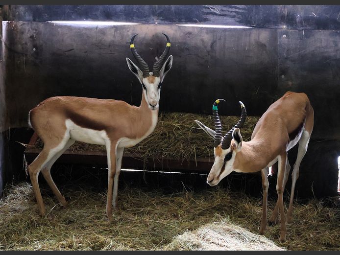 DAMARA SPRINGBOK | BELLE LAINE